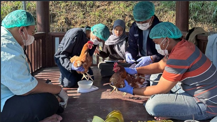 Gebrakan Mahasiswa PKM-RE 2025 UNISMA Tingkatkan hasil Peternakan Lewat Minyak Maggot